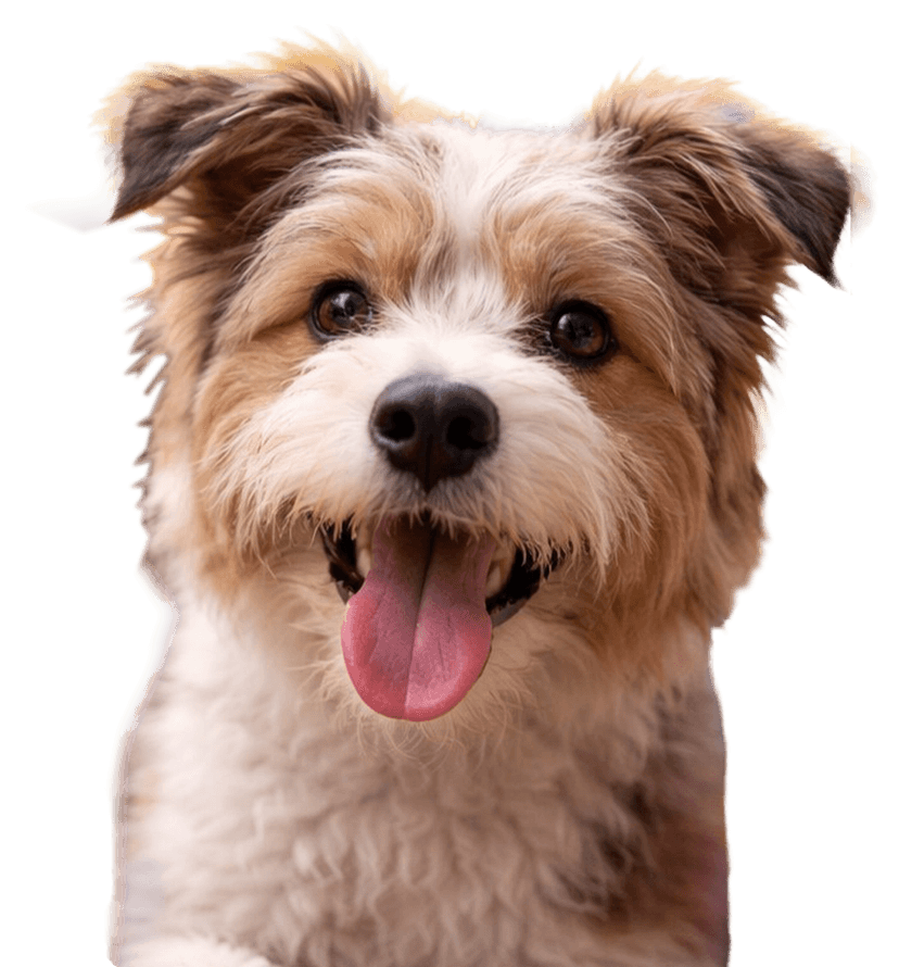 Chien OUAF! Festival